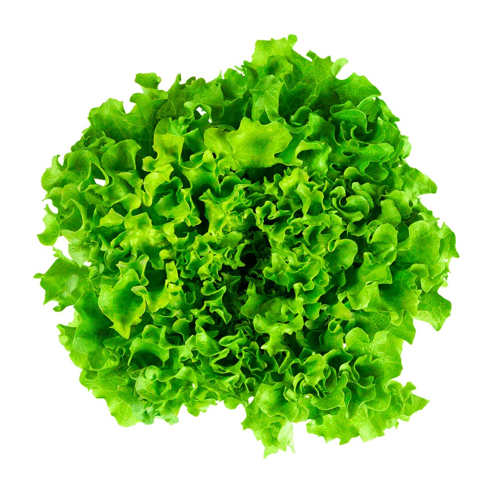 Lechuga Hidropónica x un