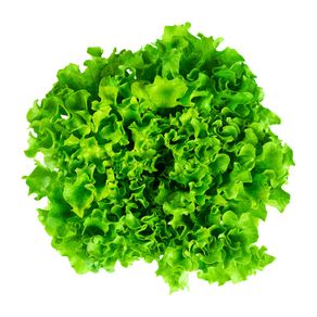 Lechugas
