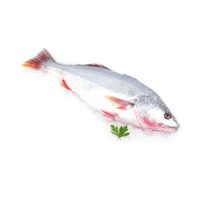 Corvina Entera