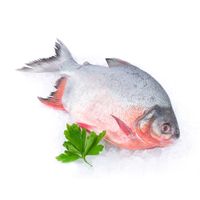 Palometa Entera