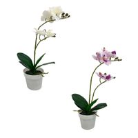 Orquídeas Krea en Maceta
