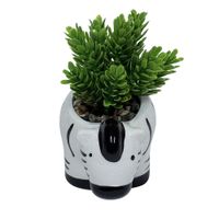 Suculenta Krea 2