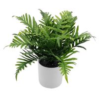 Planta en Maceta Krea Helecho