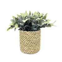 Plantas en Maceta Krea Cuerda