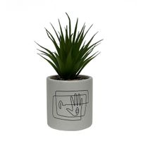 Planta Krea en Maceta