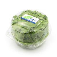 Lechuga Butterhead Viva Pote