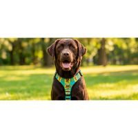 Arnés Scooby Doo Original Green Small